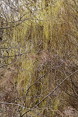 Image showing tree branches