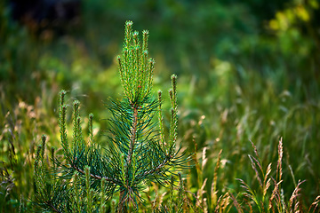 Image showing Denmark nature, countryside and environment. Nature in the Kingdom of Denmark.