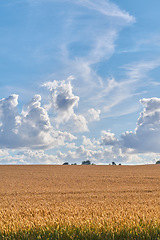 Image showing Denmark nature, countryside and environment. Nature in the Kingdom of Denmark.