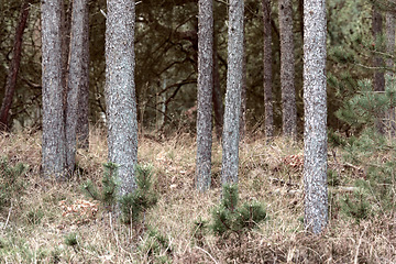 Image showing Denmark nature, countryside and environment. Nature in the Kingdom of Denmark.