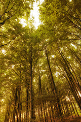 Image showing Denmark nature, countryside and environment. Nature in the Kingdom of Denmark.