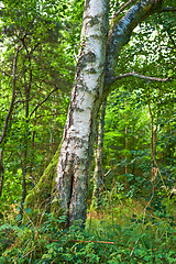 Image showing Denmark nature, countryside and environment. Nature in the Kingdom of Denmark.