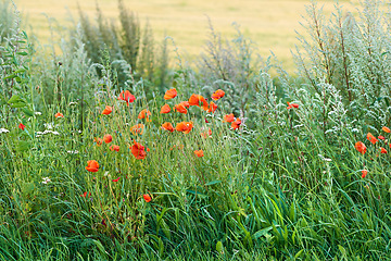 Image showing Denmark nature, countryside and environment. Nature in the Kingdom of Denmark.