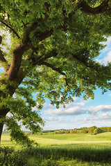 Image showing Denmark nature, countryside and environment. Nature in the Kingdom of Denmark.