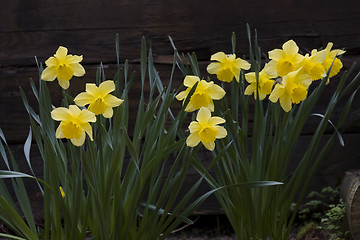 Image showing Daffodils