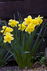 Image showing daffodils