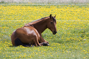 Image showing resting amongst dandelions