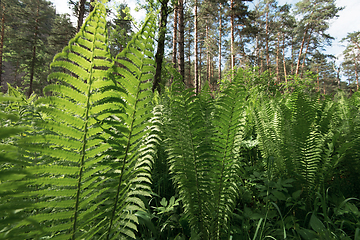 Image showing Green ferns plant