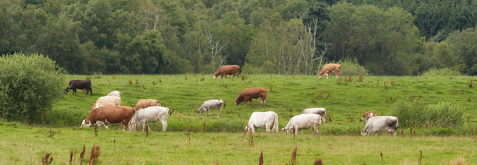 Image showing Denmark nature, countryside and environment. Nature in the Kingdom of Denmark.