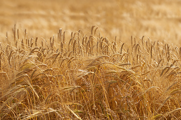 Image showing Denmark nature, countryside and environment. Nature in the Kingdom of Denmark.