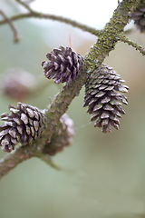 Image showing Denmark nature, countryside and environment. Nature in the Kingdom of Denmark.