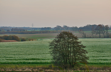 Image showing Denmark nature, countryside and environment. Nature in the Kingdom of Denmark.