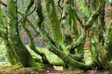 Image showing Denmark nature, countryside and environment. Nature in the Kingdom of Denmark.