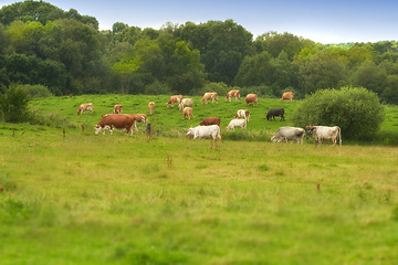 Image showing Denmark nature, countryside and environment. Nature in the Kingdom of Denmark.