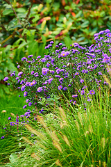 Image showing Denmark nature, countryside and environment. Nature in the Kingdom of Denmark.