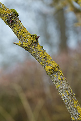 Image showing Denmark nature, countryside and environment. Nature in the Kingdom of Denmark.