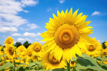 Image showing Sunflowers field and blue sky