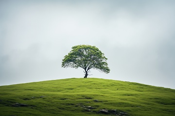 Image showing Single tree on green hill