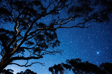 Image showing Tree branches under night sky