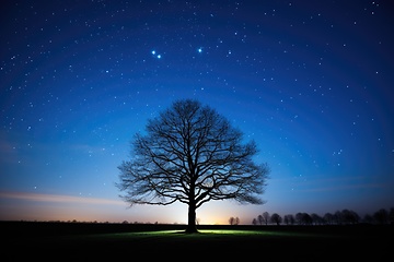 Image showing Lonely old tree against night sky