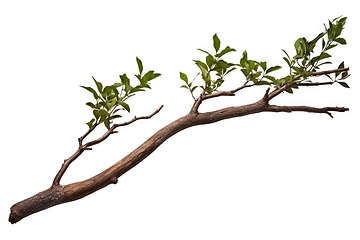 Image showing Tree branch on white