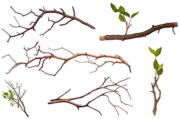 Image showing Set of tree branches on white