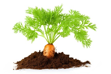 Image showing Carrot grow in soil on white