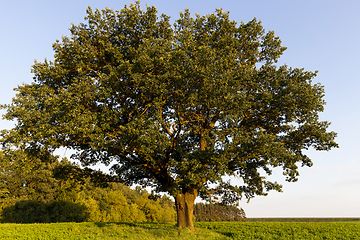 Image showing Sunny or cloudy autumn