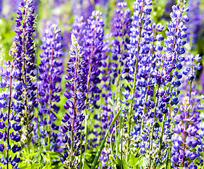 Image showing flowering blue lupine