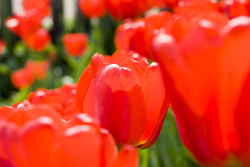 Image showing red flowers Tulip