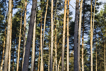 Image showing coniferpines, closeup