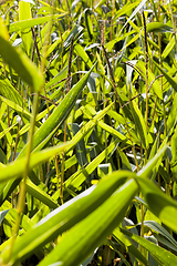 Image showing cornfield, autumn