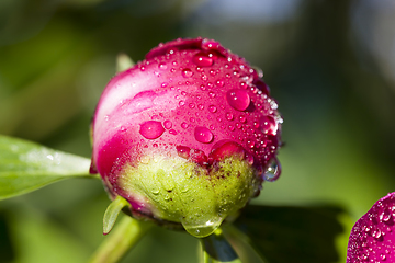 Image showing peony is covered with drops