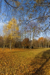 Image showing beautiful birch foliage