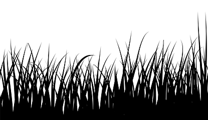 Image showing Seamless Meadow Grass