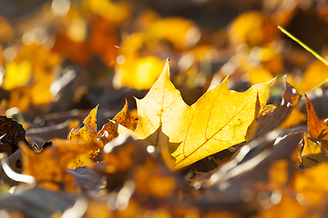 Image showing autumn sun shines