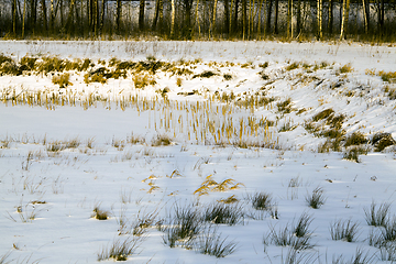 Image showing frozen plants