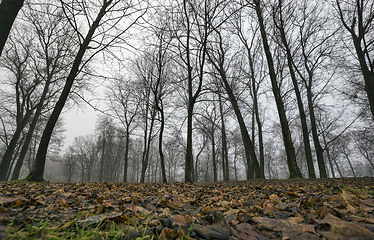 Image showing dreary autumn forest