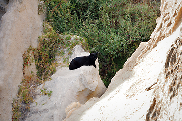 Image showing Stray cat in coastal cliffs.