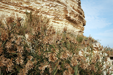 Image showing Cliffs by the sea.