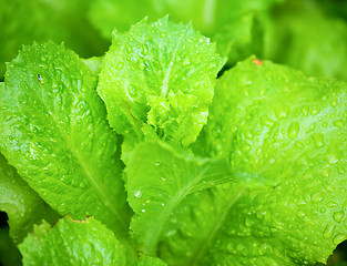 Image showing Lettuce leaves