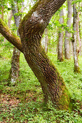 Image showing Denmark nature, countryside and environment. Nature in the Kingdom of Denmark.