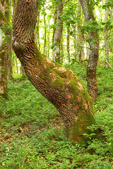 Image showing Denmark nature, countryside and environment. Nature in the Kingdom of Denmark.