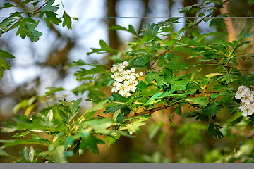 Image showing Denmark nature, countryside and environment. Nature in the Kingdom of Denmark.