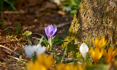 Image showing Denmark nature, countryside and environment. Nature in the Kingdom of Denmark.