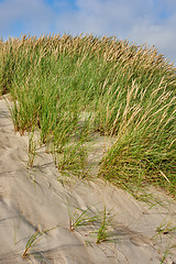 Image showing Denmark nature, countryside and environment. Nature in the Kingdom of Denmark.