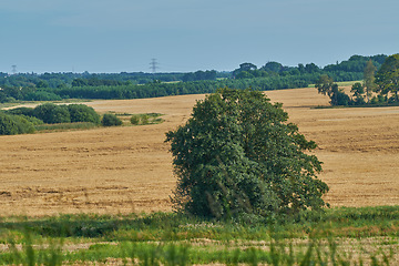 Image showing Denmark nature, countryside and environment. Nature in the Kingdom of Denmark.