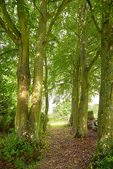 Image showing Denmark nature, countryside and environment. Nature in the Kingdom of Denmark.