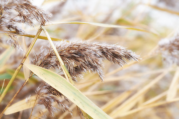 Image showing Denmark nature, countryside and environment. Nature in the Kingdom of Denmark.