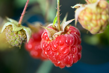 Image showing Raspberry